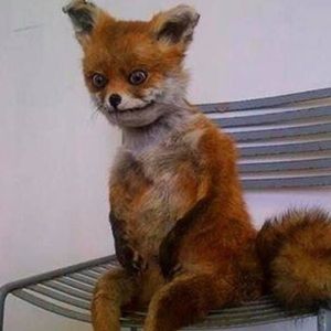 Meet your Posher, Audrey